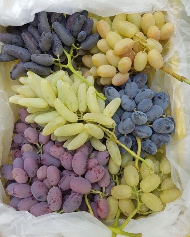 fresh grapes all type export from Uzbekistan with fly (air) export all type agro product fruits, vegetables, herbs, fresh, dried, iqf, frozen