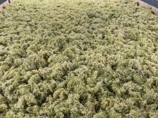 I offer Sambuchi nigri,Allium ursinum,Artemissia abrotanum herba Please ask
