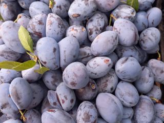 I am selling a blue plum variety "Stanley" of