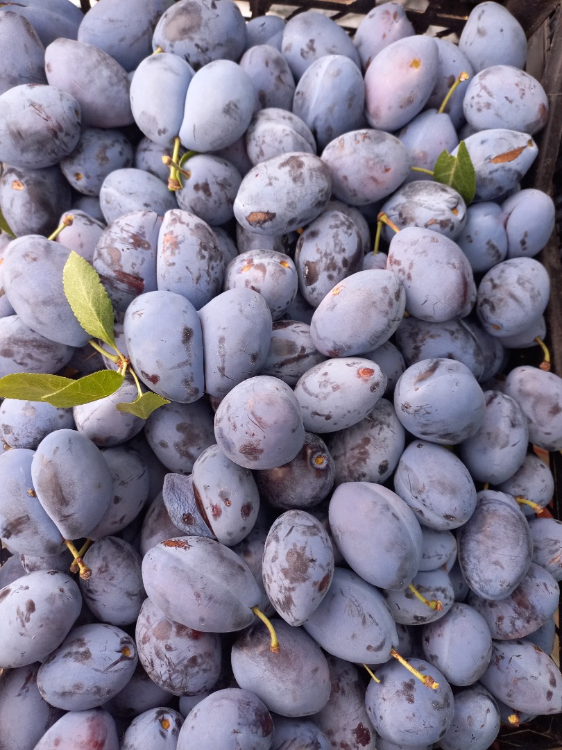 I am selling a blue plum variety "Stanley" of my own production