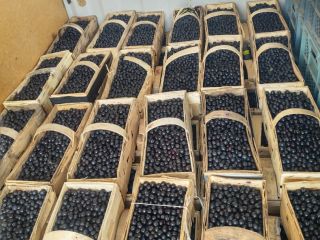 I will sell Aronia. We collect by hand on