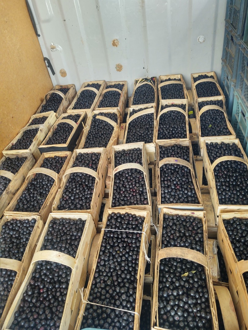 I will sell Aronia