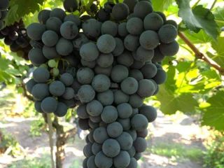I'm selling high-quality grape lots for the 2024 harvest.