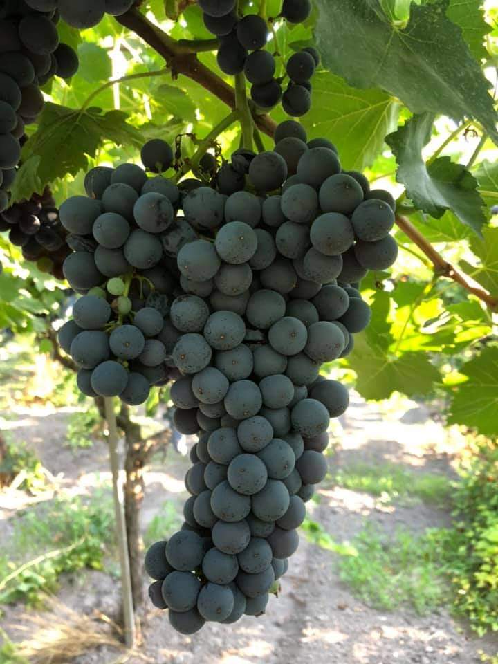 I'm selling high-quality grape lots for the 2024 harvest