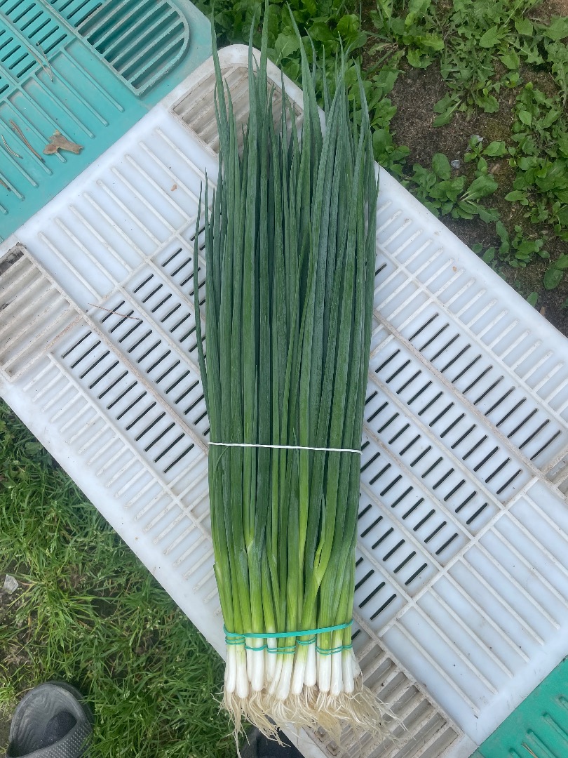 I will sell chives (parade)