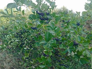Organic Aronia berry with certified. High end product