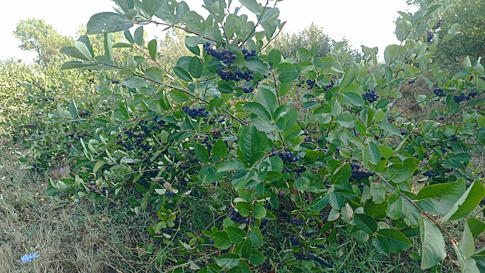 Organic Aronia berry with certified