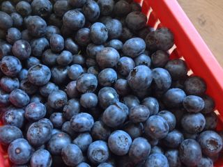 Blueberries from our own plantation, Bluecrop variety. The fruit