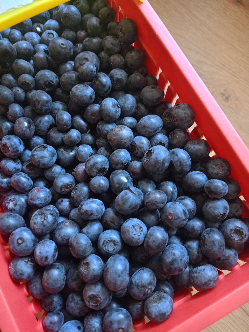 Blueberries from our own plantation, Bluecrop variety