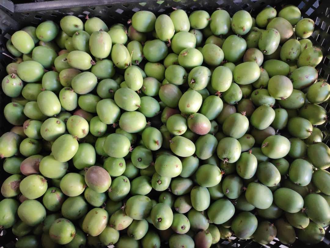 I will sell hard Mini Kiwi fruit Polish product, that Price for bulk 14 PLN kg Price in packaging to be agreed