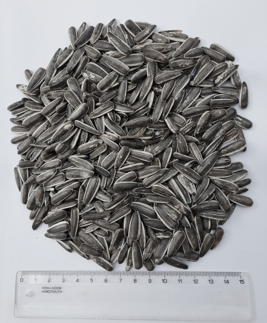 200 tons of striped sunflower seeds for sale from a farmer in Hungary