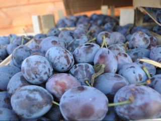 Stanley plums