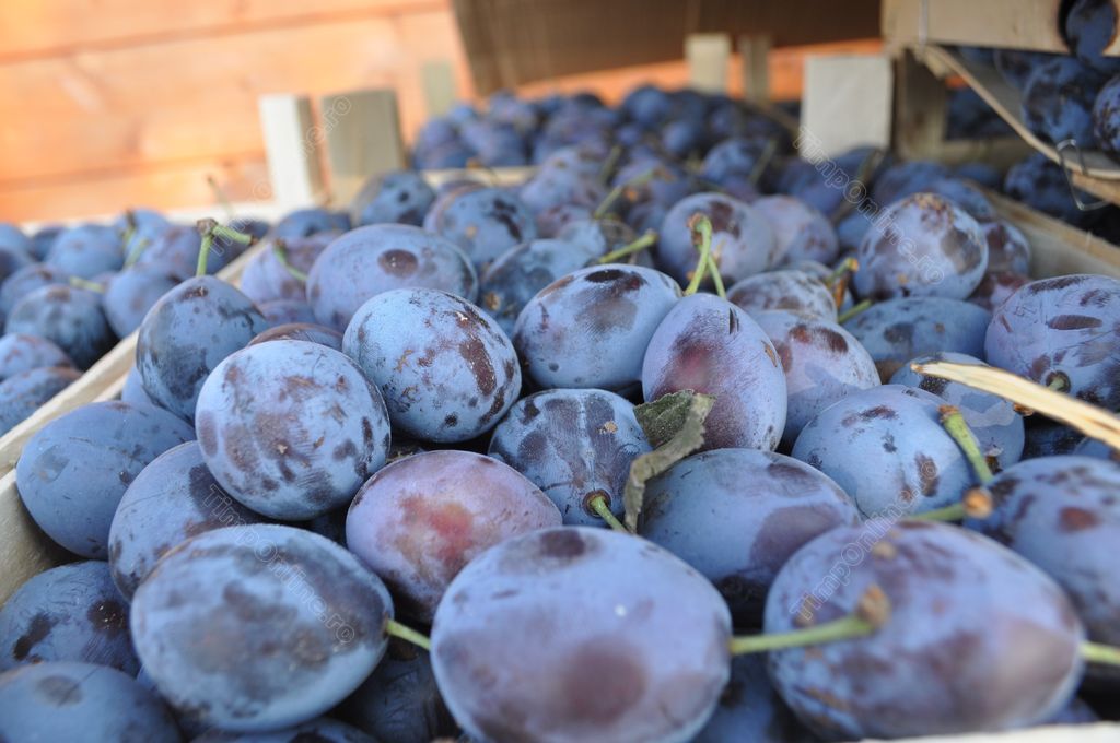 Stanley plums