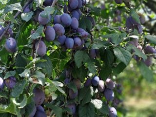 I am selling 20 tons of plums native to