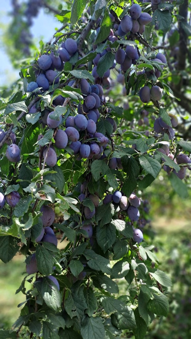 I am selling 20 tons of plums native to Cačan in an ecological environment at 700m above sea level from my orchard