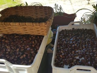 Chestnuts from the Galicia region of great caliber
