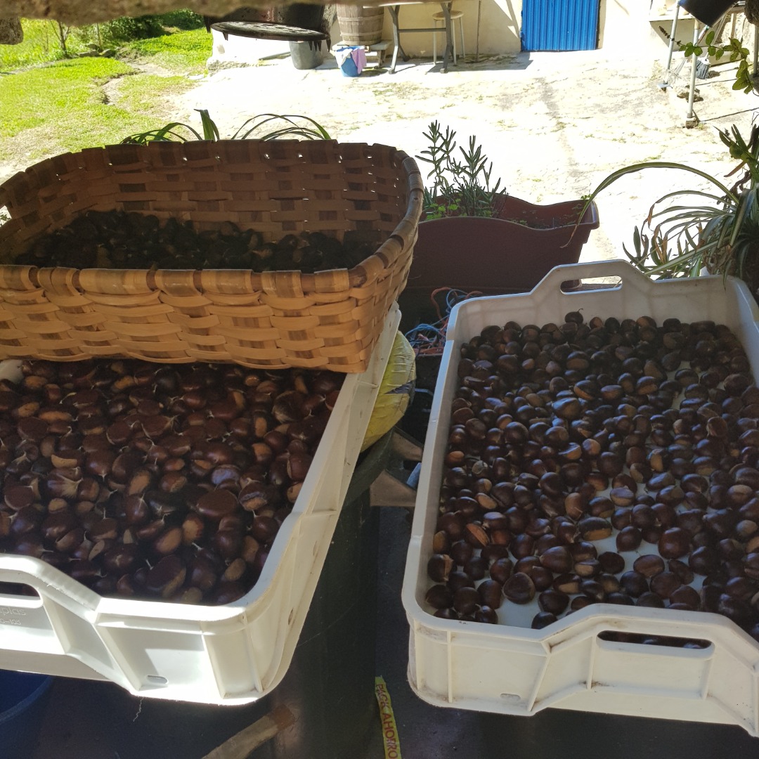 Chestnuts from the Galicia region of great caliber