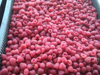 I am selling frozen raspberries as seen in the
