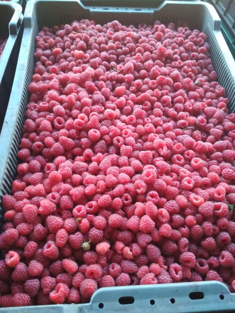 I am selling frozen raspberries as seen in the photos, unselected!