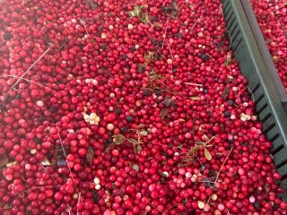 Cranberries for sale! Excellent quality!
