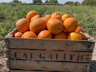 Wholesaler of Halloween pumpkins of different weights from the