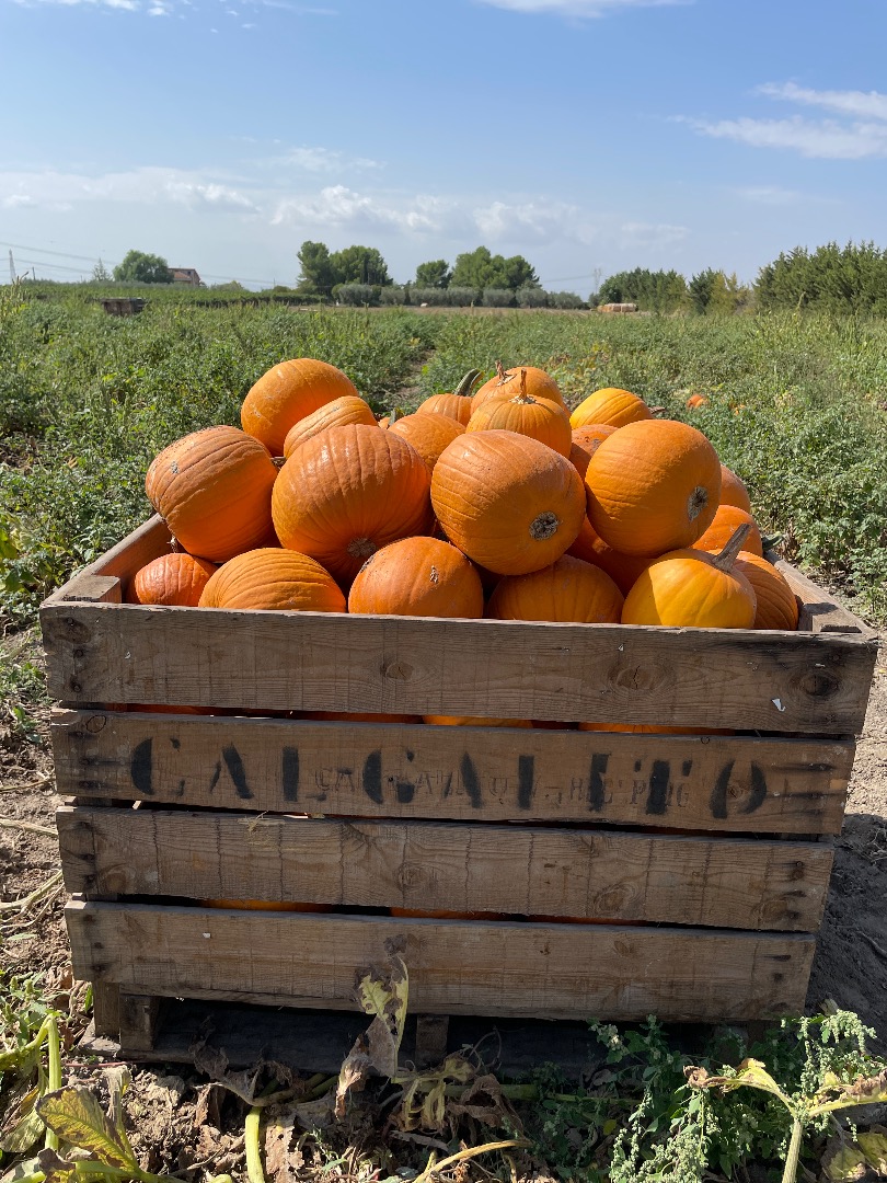 Wholesaler of Halloween pumpkins of different weights from the end of September