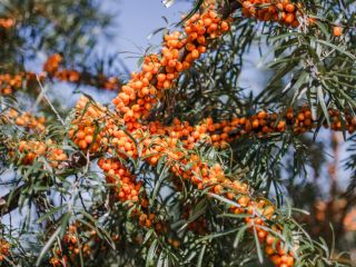 I am looking for Seabuckthorn berries - organic and