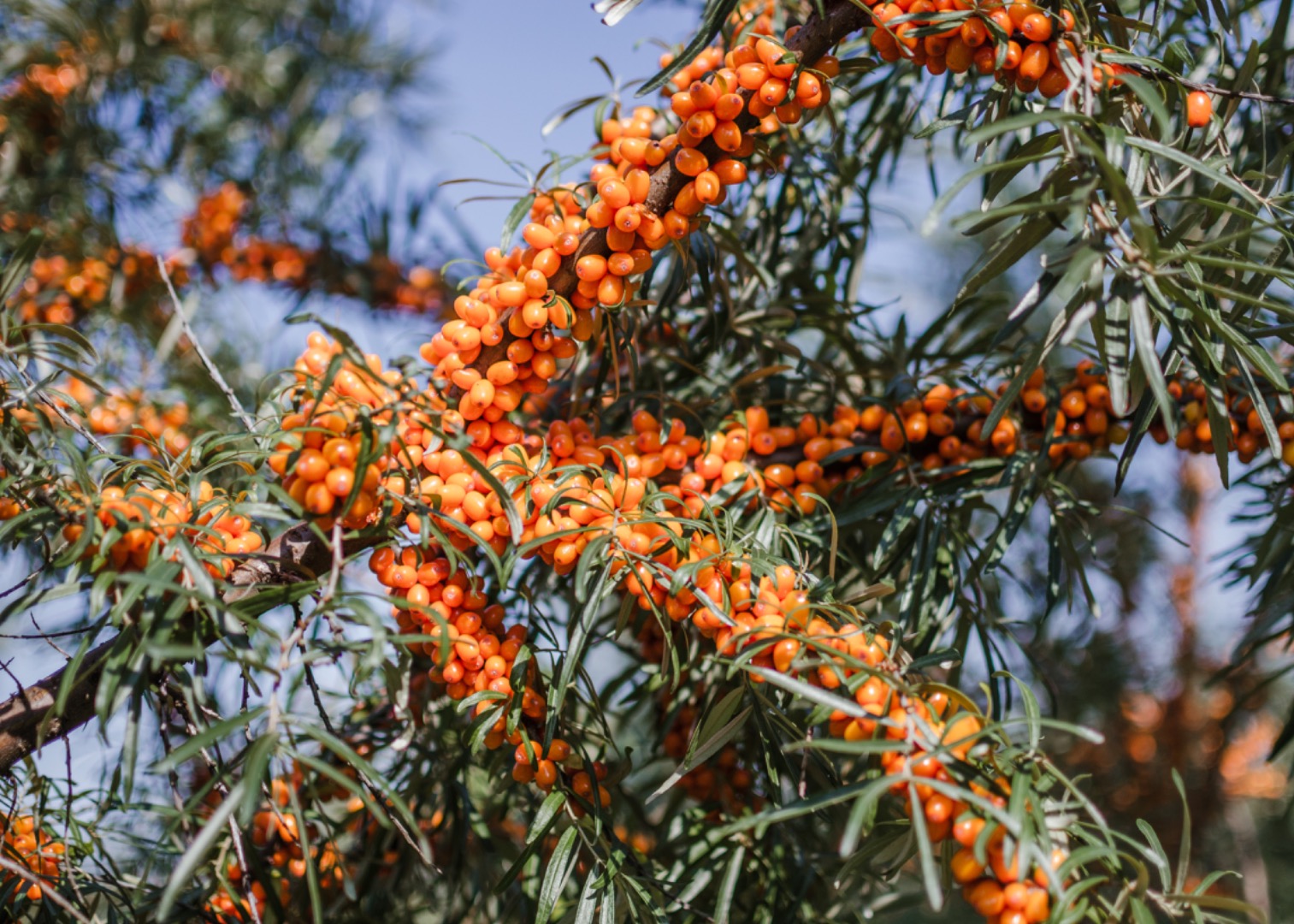 I am looking for Seabuckthorn berries - organic and conventional