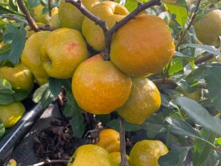 I will sell quince fruits of large-fruited varieties. Fruits