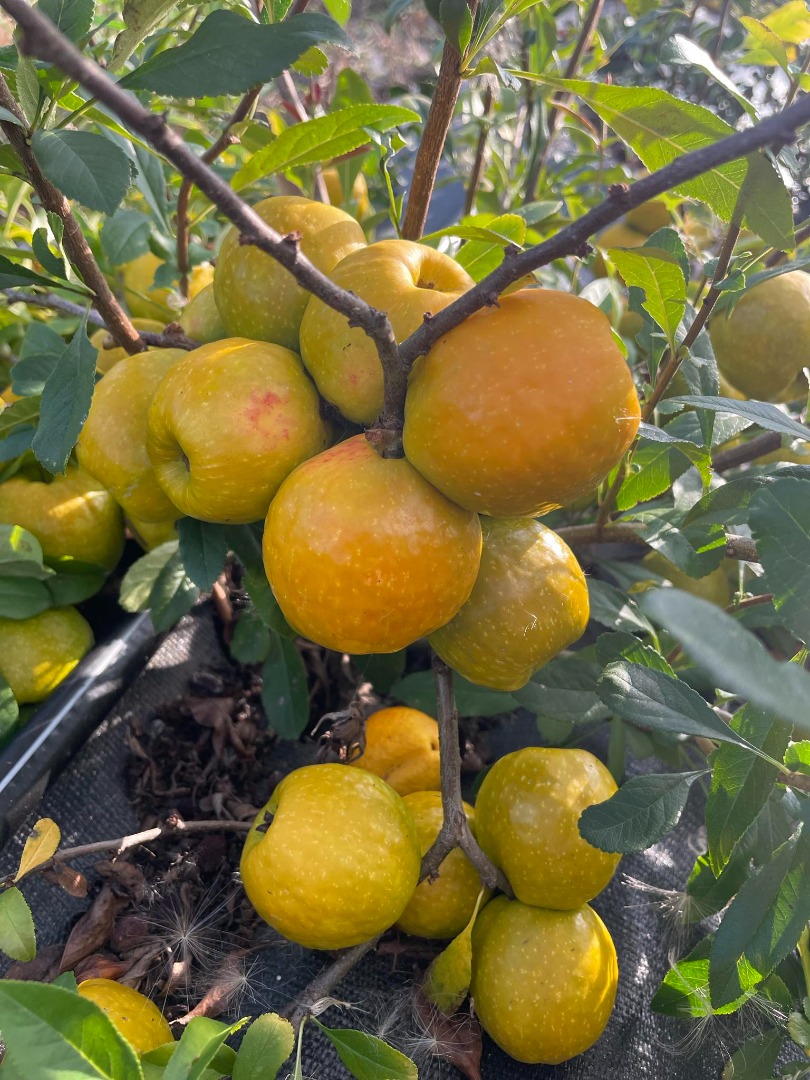 I will sell quince fruits of large-fruited varieties