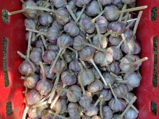 Hello, I am selling Polish garlic, variety Harnaś, from