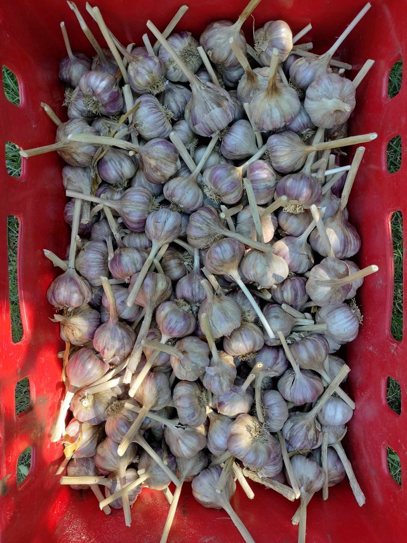 Hello, I am selling Polish garlic, variety Harnaś, from this year's harvest