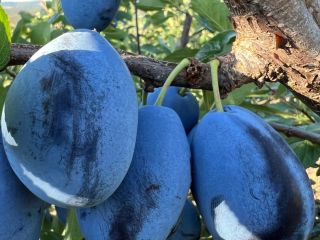Fresh Stanley plums from Moldova for sale We offer