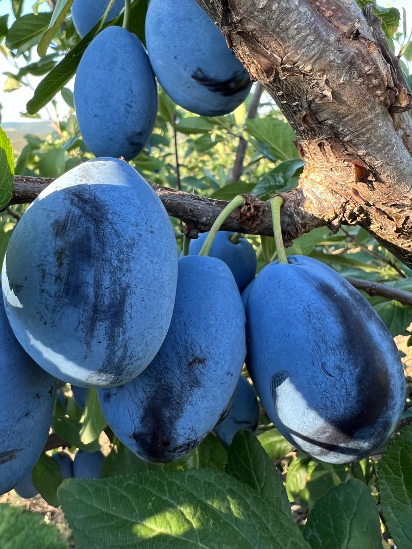 Fresh Stanley plums from Moldova for sale We offer fresh Stanley plums for sale directly from the sunny plantations of Moldova