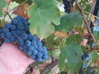 I sell wine grapes of the Lambrusco Grasparossa and
