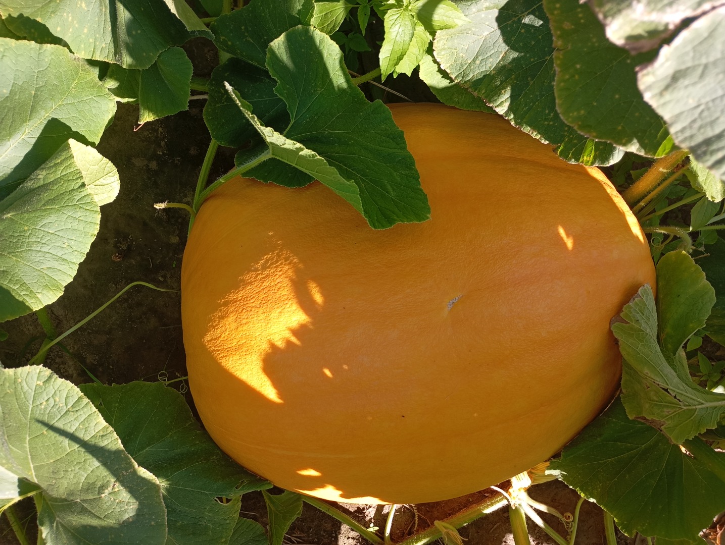 Hello, I have for sale a giant edible golias pumpkin from my own farm, grown without artificial fertilizers