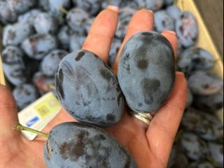 Moldovan Stanley Plum in large quantities, price negotiable.