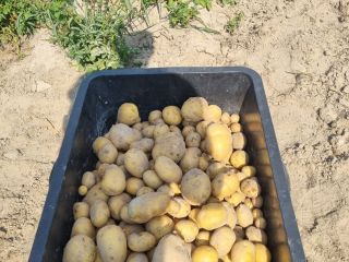 Hello, I am selling delicious homegrown potatoes of the
