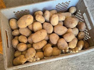 I offer new crop potato, yellow and red varieties