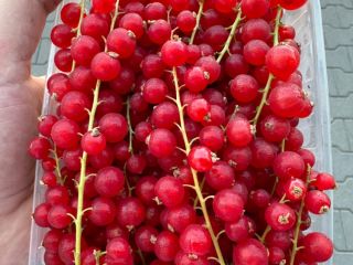 I will sell hand-picked red currants