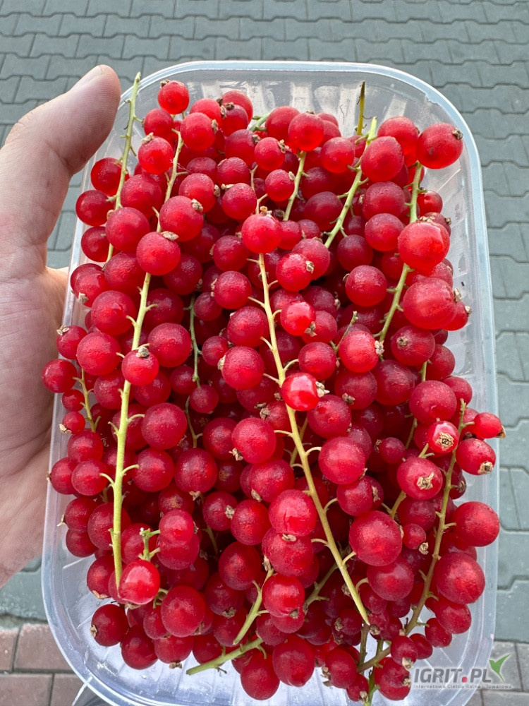 I will sell hand-picked red currants