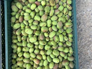 I will sell Mini Kiwi fruit - Bingo variety.