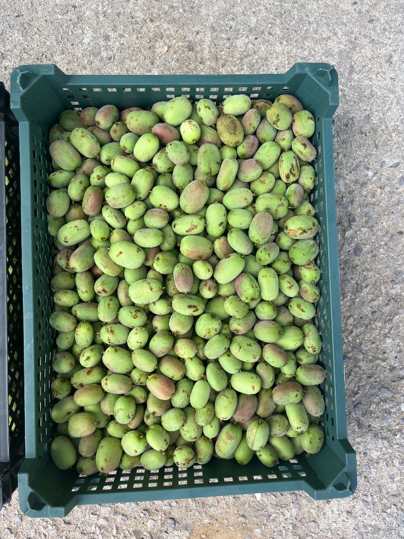I will sell Mini Kiwi fruit - Bingo variety
