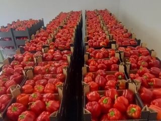 Hello I will sell class I peppers from the