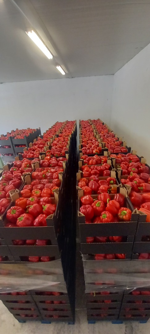 Hello I will sell class I peppers from the manufacturer