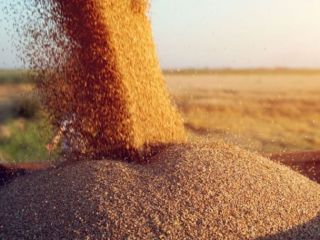 WHEAT. PROTEIN 13.5%, GLUTEN 28-30%. 5000 Long Ton Minimum