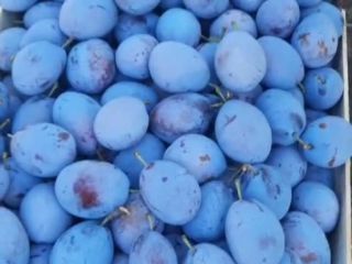 We sell plums origins Ukraine Price for first class