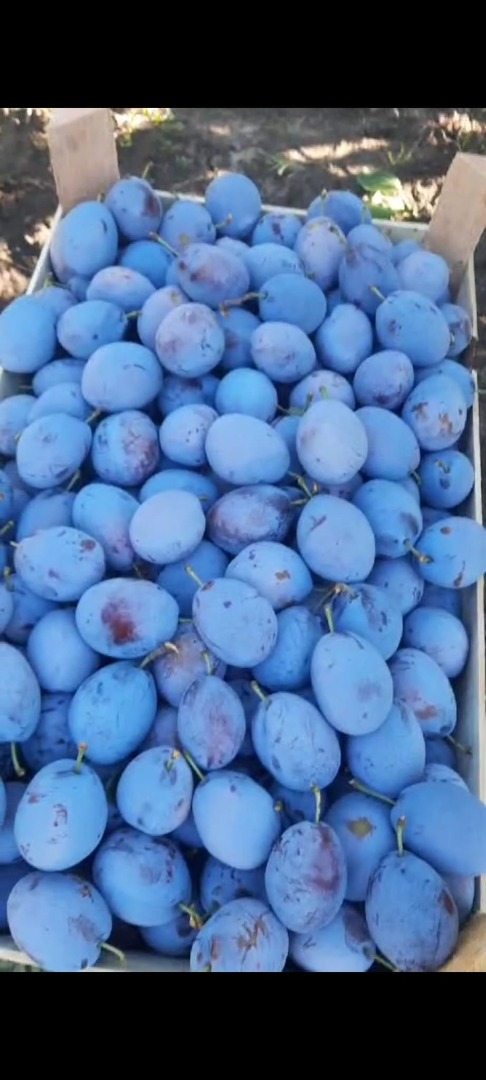 We sell plums origins Ukraine Price for first class 0.50 eurocents/Kg Price for second 0.37 eurocents/Kg