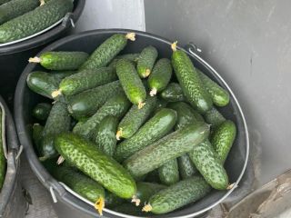 Our company sell cucumbers origins Romania Big quantities For