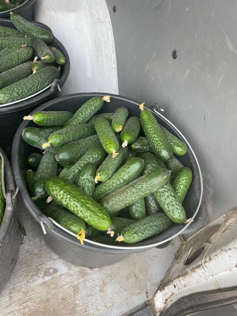 Our company sell cucumbers origins Romania Big quantities For more information feel free to call or writte